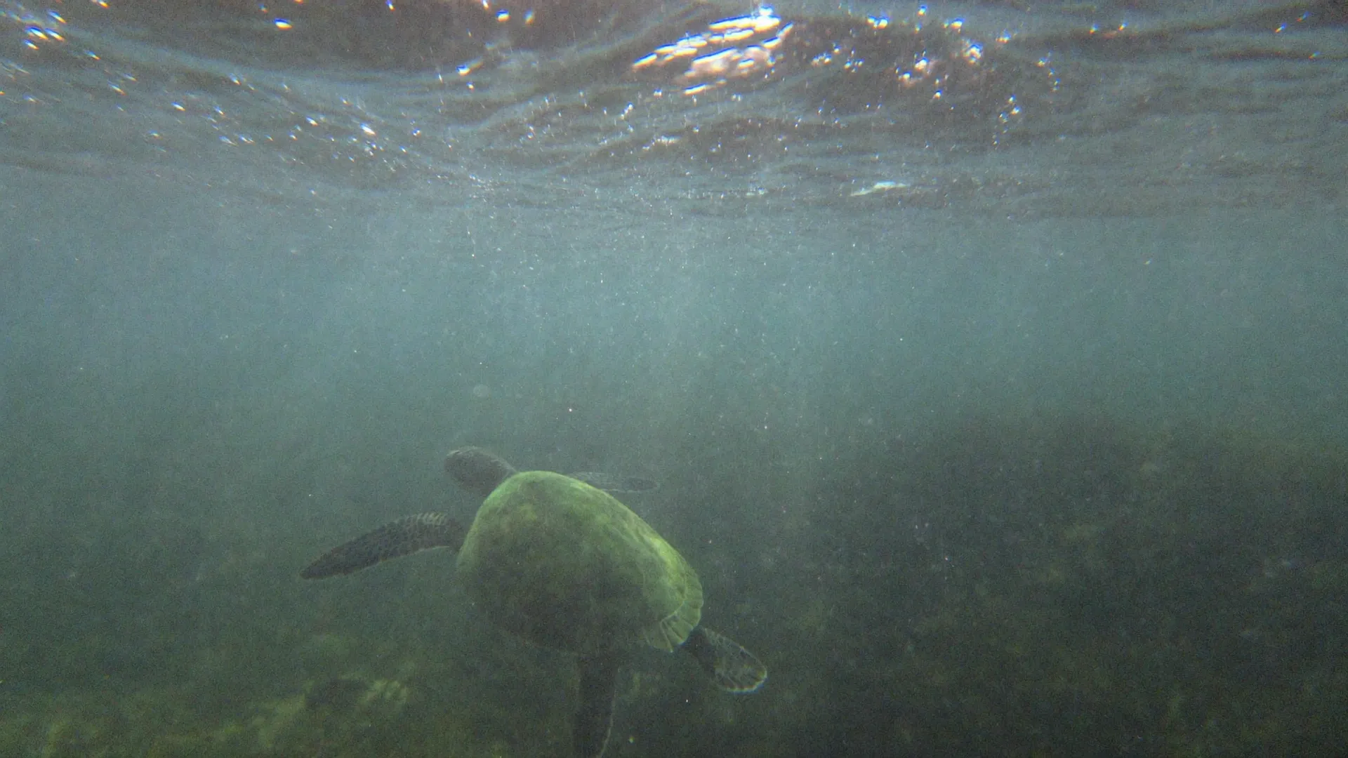 Tortuga marina nadando sobre el fondo vista al hacer snorkel en Akumal